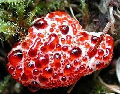 Champignon en pleine crise d'adolescence, visible par sa surface acnique. Son nom est ____________.