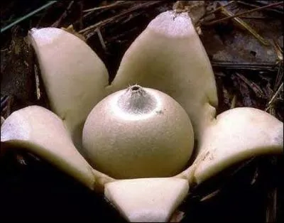 Quel est le diamtre maximum du Geastrum Saccatum ?