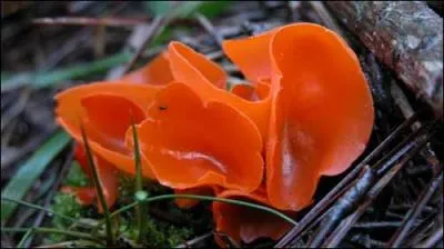 Qui a dcouvert l'Aleuria Aurantia ?