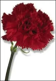  quel film cela vous fait-il penser ?