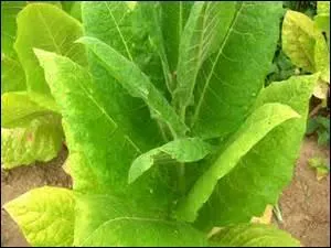 Autopsie d'un fumeur de tabac : "La trachée est bouchée par la suie, les poumons sont secs et presque friables. En conséquence interdisons et défendons à tous de prendre du tabac". Qui s'exprime ainsi ?