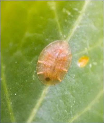 Quelle est la teinture fournie par l'levage des cochenilles ?