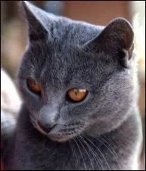 Quelle est la race de ce chat ?