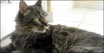 Quelle est la race de ce chat ?