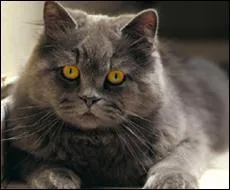 Quelle est la race de ce chat ?