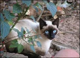 Quelle est la race de ce chat ?