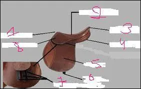 Dans l'ordre des numros, comment se nomment les parties de la selle ?