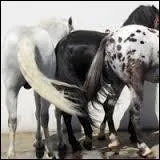 Parmi ses quatre listes, trouvez celle qui contient 3 robes composes.