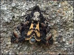 Cette image vous fait penser  quel film ?