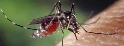 Qui a t piqu(e) par un moustique vampire ?