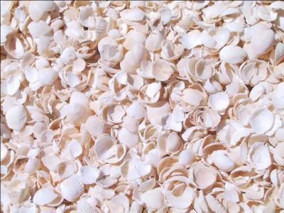 Quel nom spcifique donne t-on a un rose trs ple, proche du blanc, en anglais ?