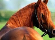 Quiz Les races et robes des chevaux