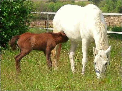 Quelle est la race de cette jument ?