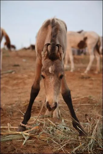 Quelle est la race de ce beau poulain ?