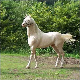 Quelle est la robe de ce jeune talon ?