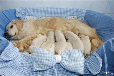 Quelle est la dure de la gestation pour une chienne et combien de chiots peut compter une porte ?