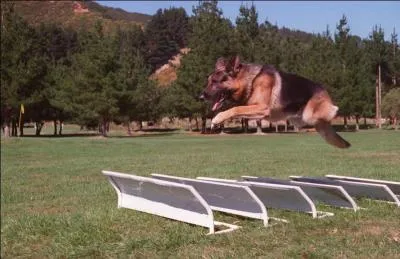 Dans quel cas spcifique l'entranement des chiens ncessite-t-il plus de temps ?