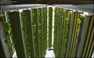 L'alimentation de la population urbaine proccupe les architectes qui osent des projets spectaculaires : les fermes verticales urbaines. Est-ce vrai ?