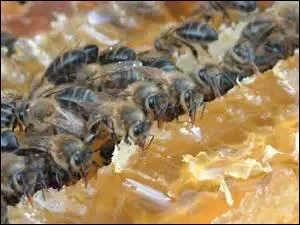 En quantits de grains de pollen, une abeille transporte environ, sur une seule de ses pattes postrieures :