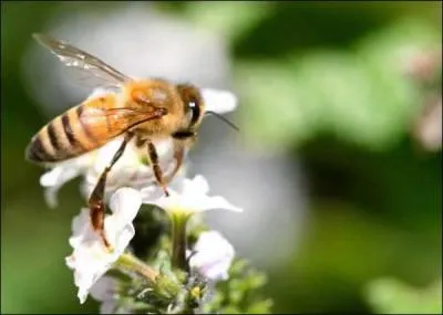 Une butineuse rcolte-t-elle 40 mg de nectar, ce qui peut donner 10 mg de miel et 20 mg de pollen ?