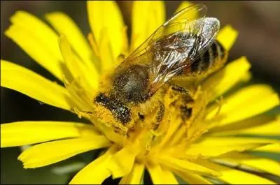 Quel est le nom scientifique de l'abeille qui produit du miel ?