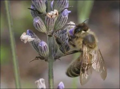 O vit la reine dans la colonie ?