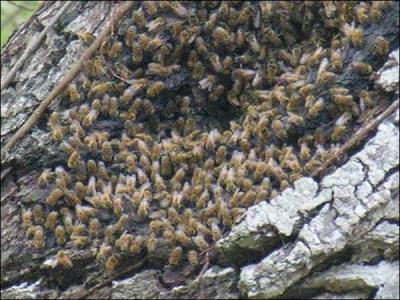 La gele royale est une substance blanchtre et glatineuse scrte par certaines glandes des jeunes abeilles nourricires :