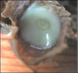 Elle est aussi appele :