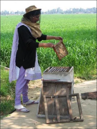 Au dbut du XXme sicle, les apiculteurs mettent au point les techniques qui ont permis sa production  une chelle industrielle :