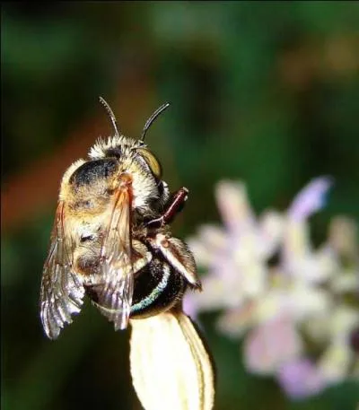 Parmi les 20 000 espces d'abeilles qui existent dans le monde, l'abeille domestique (Apis mellifera) est la plus rpandue :