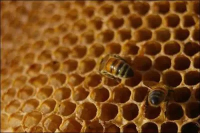 La reine des abeilles, nourrie  la gele royale, vit de 3  5 ans :