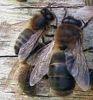 Quiz Nature, cologie