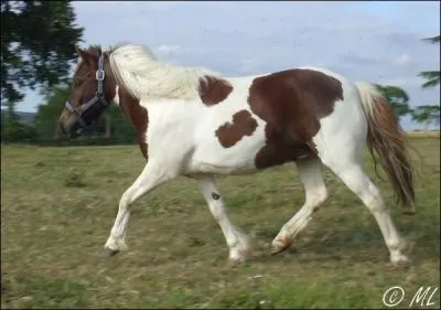 Comment est la robe de ce cheval ?