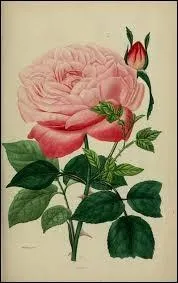 Ce pote vous fera-t-il rosir de plaisir ?