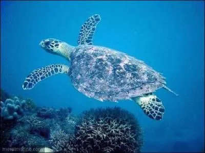 Quelle mission de tlvision l'a rendu clbre ?