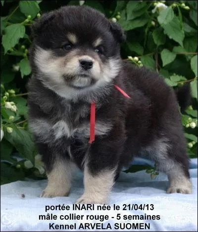 Arvela Suomen a eu une porte dernirement... Combien y avait-il de chiots ?