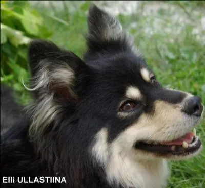 Quel tait le nom de la mre des chiots ?
