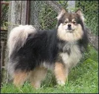 Peikko appartient-il  l'levage Arctic of Cobaka ?