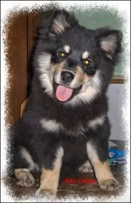 Esnana appartient-elle  l'levage Arctic of Cobaka ?