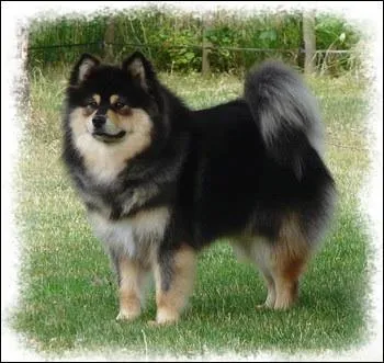 Comment s'appelle le seul mle appartenant  l'levage Arctic of Cobaka ?