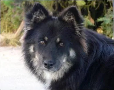 Quelle est la date de naissance de Frenchie ?