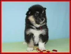 De quel levage est issu ce chiot ?