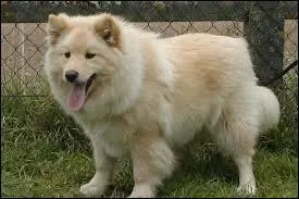 Quel levage produit des chiens finnois de Laponie et des Samoydes ?