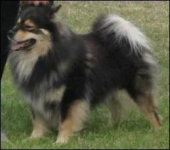 Combien d'annes un chien de cette race peut-il vivre environ ?