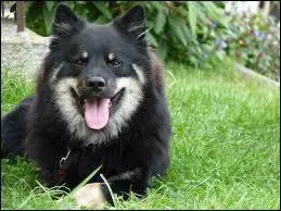 Ce chien est-il apte  la garde ?