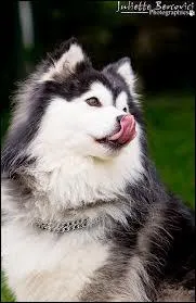 Les chiens de cette race sont-ils agressifs ?