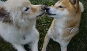 Lequel de ces deux chiens est un chien finnois de Laponie ?