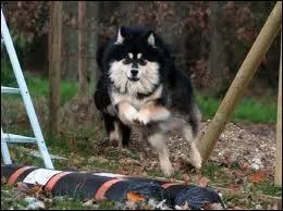 Les chiens de cette race sont-ils faciles a duquer ?