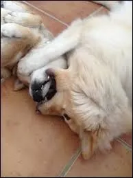 Le chien finnois de Laponie est-il agressif envers les autres animaux ?