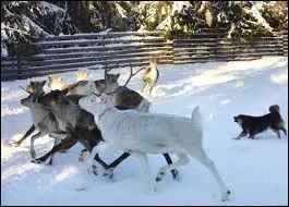 Comment ce chien tait-il utilis auparavant ?